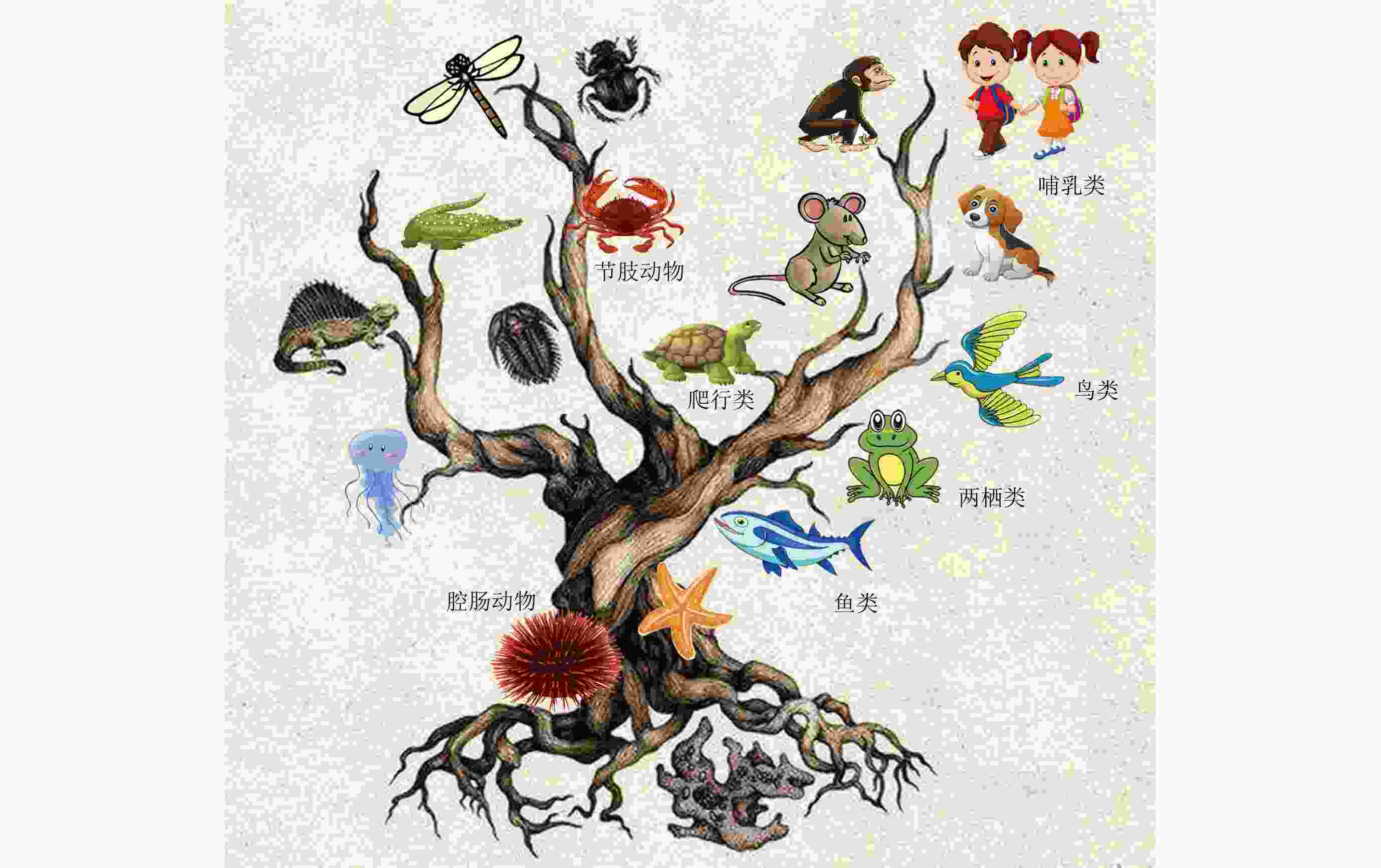 图                    动物的进化树